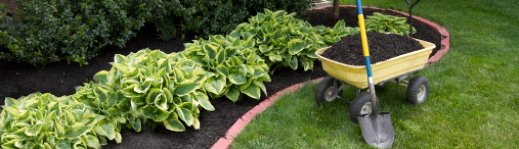 Mulching bed around the house and bushes, wheelbarrel along with a showel.